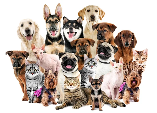 Group of cute pets — Stock Photo, Image