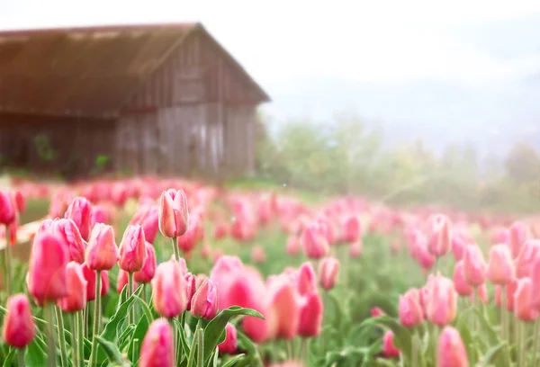 Lindas flores de primavera — Fotografia de Stock