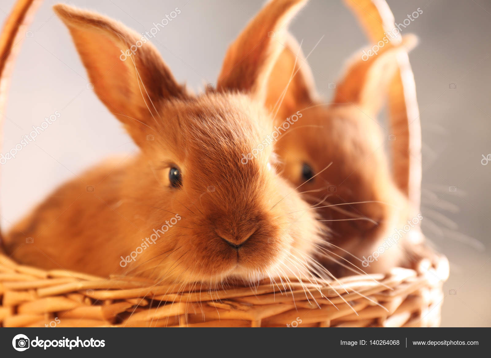 Funny rabbits Stock Photos, Royalty Free Funny rabbits Images | Depositphotos Funny rabbits Stock Photos, Royalty Free Funny rabbits Images | Depositphotos