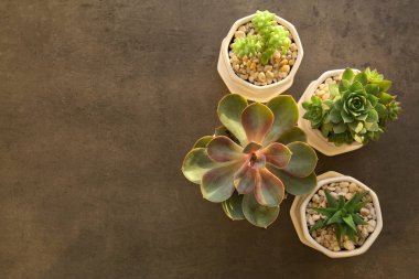 Houseplants gri arka plan üzerinde