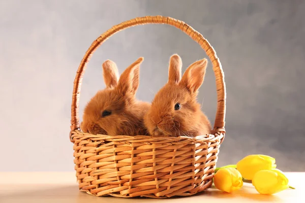 かわいい面白いウサギ — ストック写真
