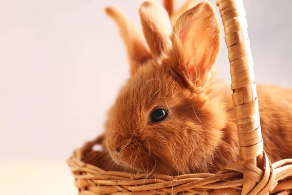 かわいい面白いウサギ — ストック写真