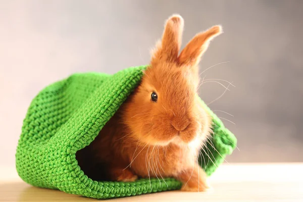 Cute funny rabbit — Stock Photo, Image