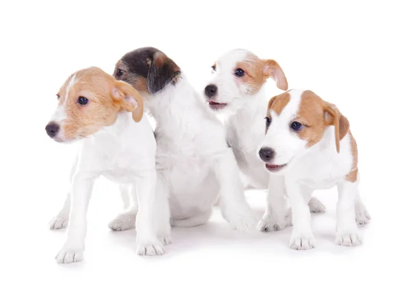 Lindos cachorros divertidos — Foto de Stock