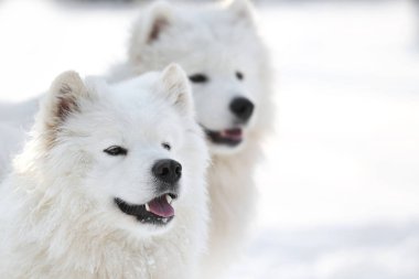 Şirin Samoyed köpek  