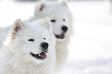 Cute samoyed dogs   clipart