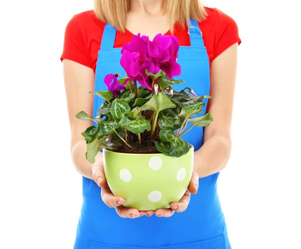 Florist holding house plant — Stock Photo, Image