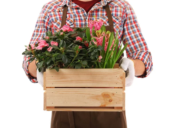 Floristería masculina sosteniendo plantas de casa —  Fotos de Stock