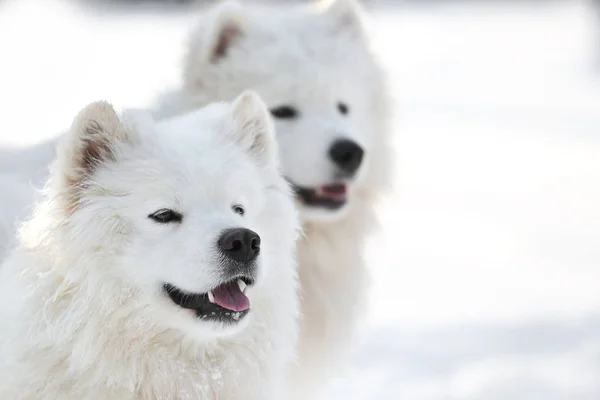 Cães bonitos Samoyed — Fotografia de Stock