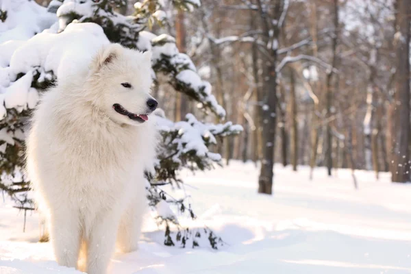 Bonito samoyed cão — Fotografia de Stock