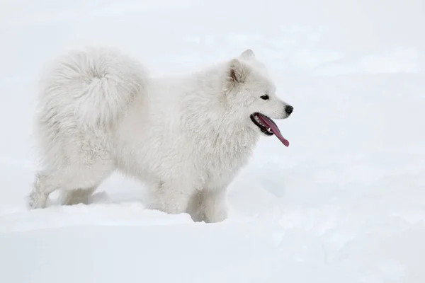 Χαριτωμένος σκύλος samoyed — Φωτογραφία Αρχείου