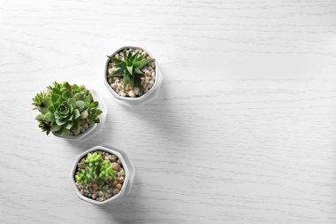 Houseplants ahşap arka plan üzerinde