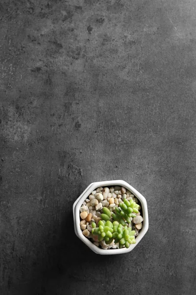 Succulenta in vaso su grigio — Foto Stock