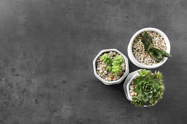 Kamerplanten op grijze achtergrond — Stockfoto