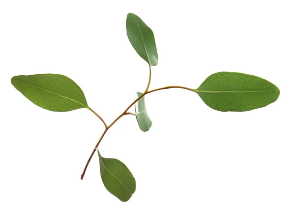 Gröna grenen på vit — Stockfoto