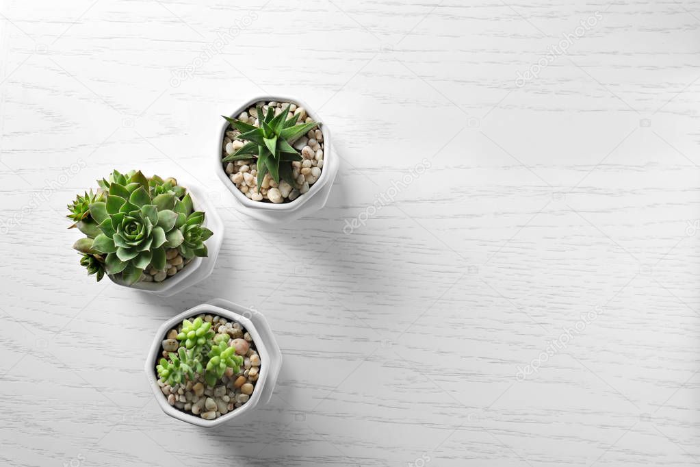 Houseplants on wooden background