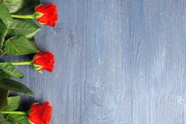 güzel kırmızı gül