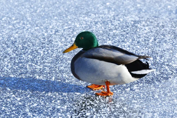 鸭在结冰的湖附近 — 图库照片