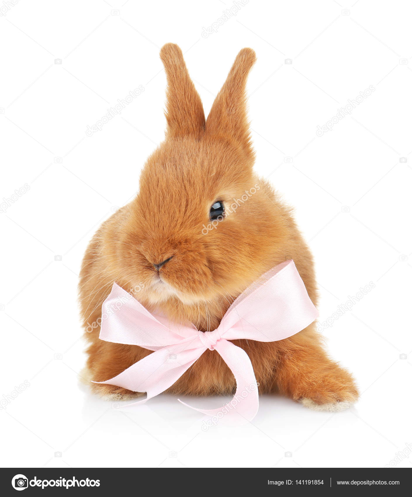 弓でかわいい面白いウサギ ストック写真 C Belchonock