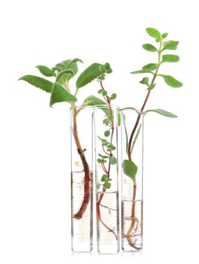 test tüpleri ile bitkiler 