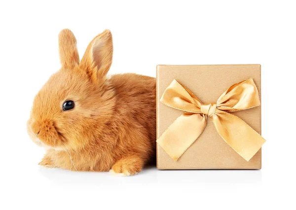 Mignon lapin drôle et boîte cadeau — Photo