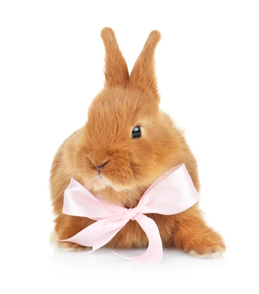 Söt rolig kanin med rosett — Stockfoto