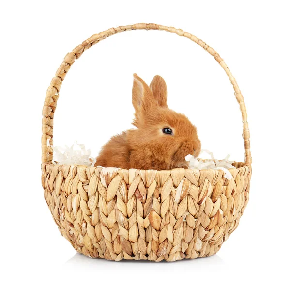Conejo en canasta de mimbre —  Fotos de Stock