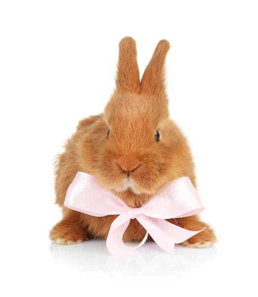 Cute funny rabbit with bow — Stock Photo, Image