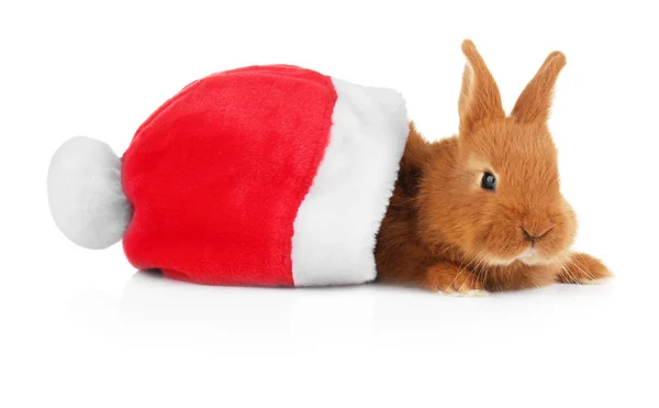 Rabbit with Santa Claus hat — Stock Photo, Image