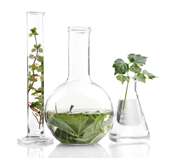 Plants in flasks on white — Stock Photo, Image