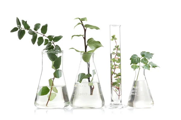 Plantas en frascos sobre blanco — Foto de Stock