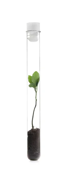 Tubo de ensaio com planta — Fotografia de Stock