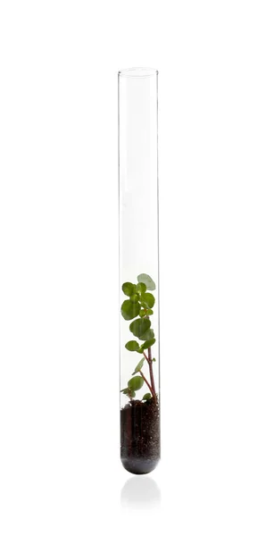 Reagenzglas mit Pflanze — Stockfoto