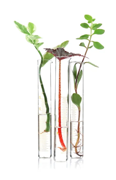 Test tüpleri ile bitkiler — Stok fotoğraf