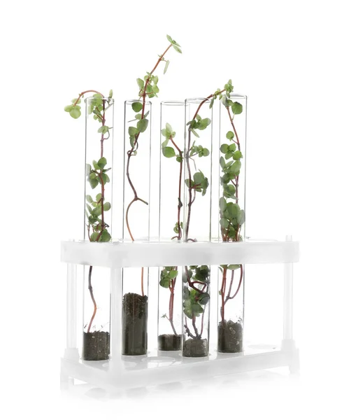 Rack with plants in test tubes isolated on white. Organic chemistry