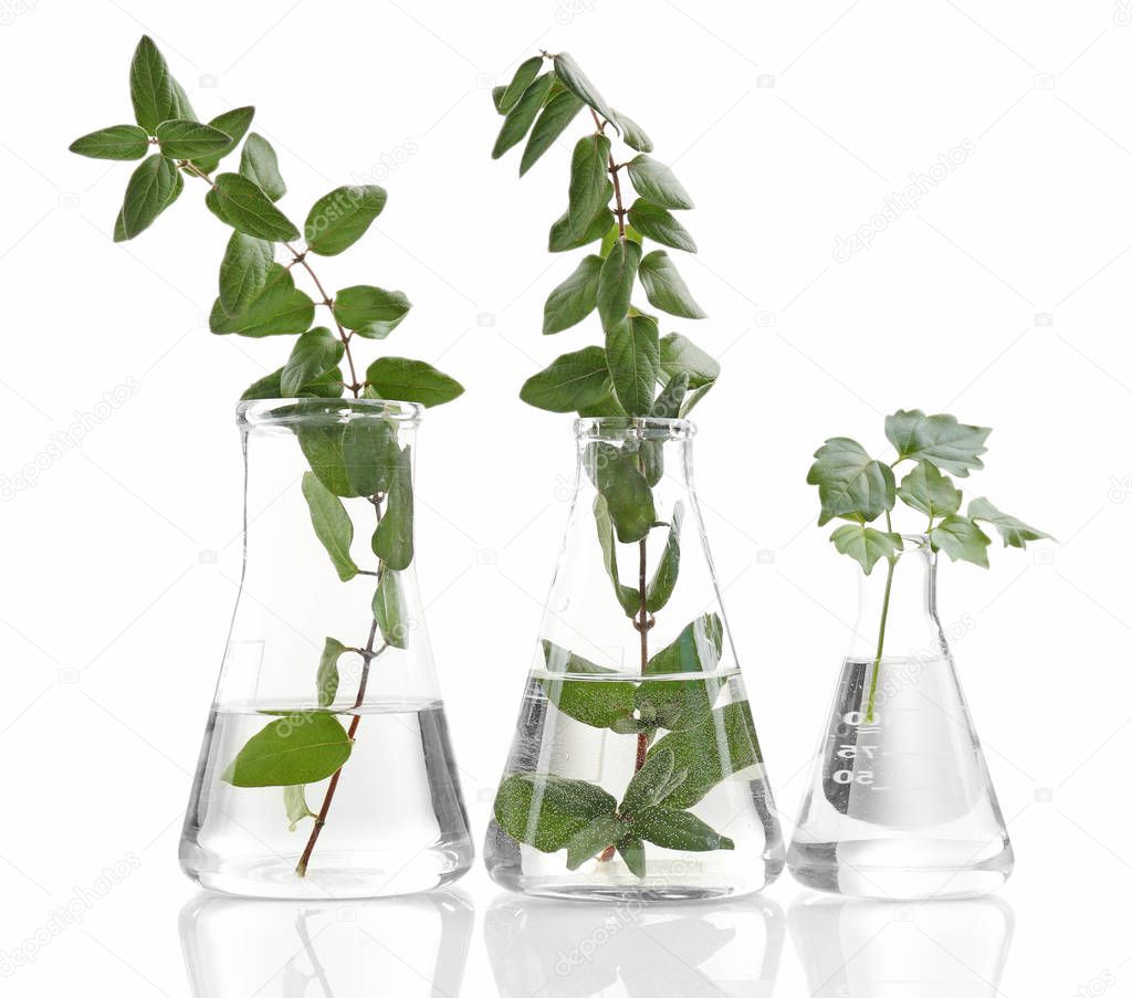 Plants in flasks on white