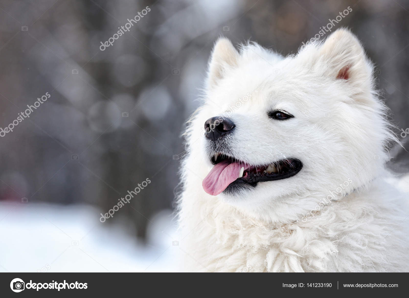 cute samoyed pictures