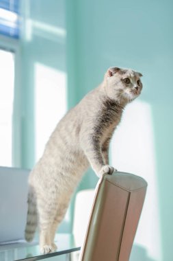 Küçük şirin kedi.