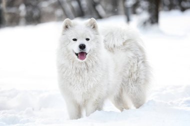 sevimli samoyed köpek