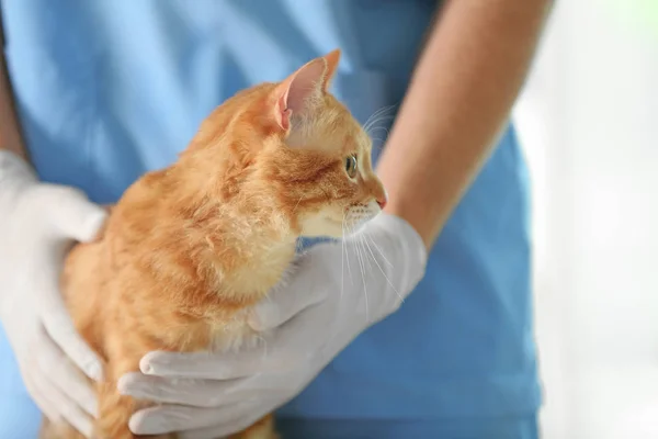Veterinário médico vacinar gato — Fotografia de Stock