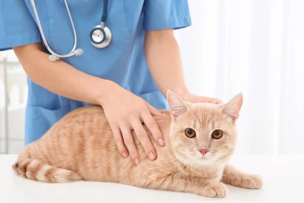 Veterinário médico vacinar gato — Fotografia de Stock