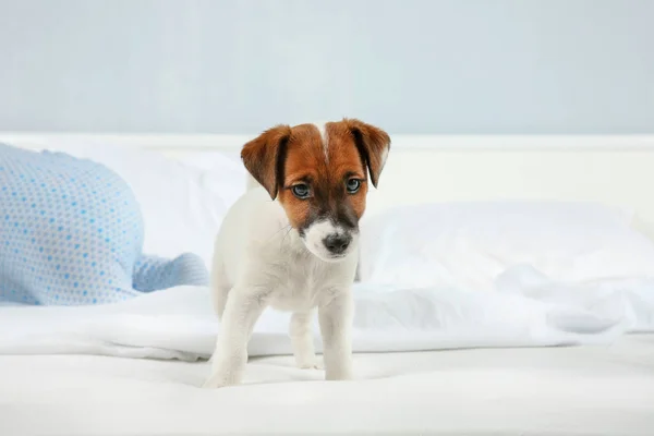 Süße kleine Welpen — Stockfoto