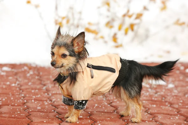 小さなかわいい犬 — ストック写真