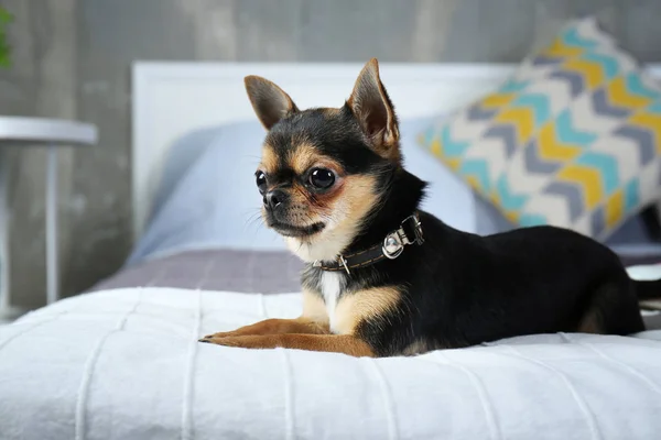 Pequeno cão bonito — Fotografia de Stock