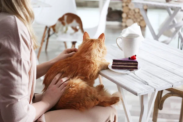 Жінка сидить у котячому кафе — стокове фото