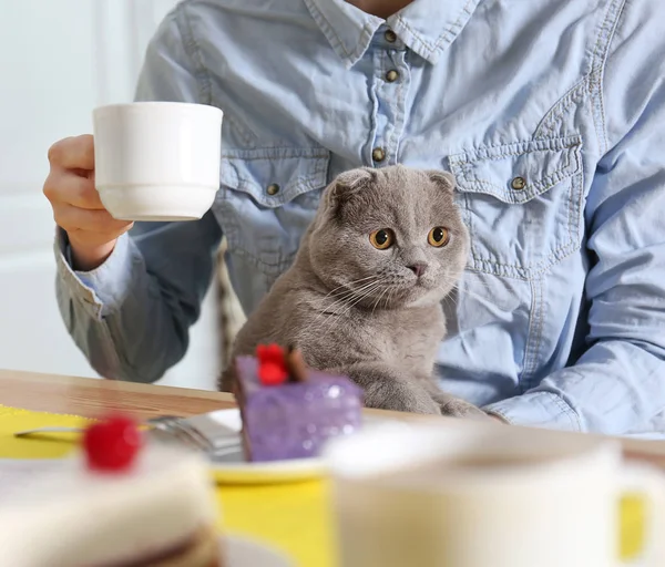 Mujer sentada en la cafetería del gato — Foto de Stock