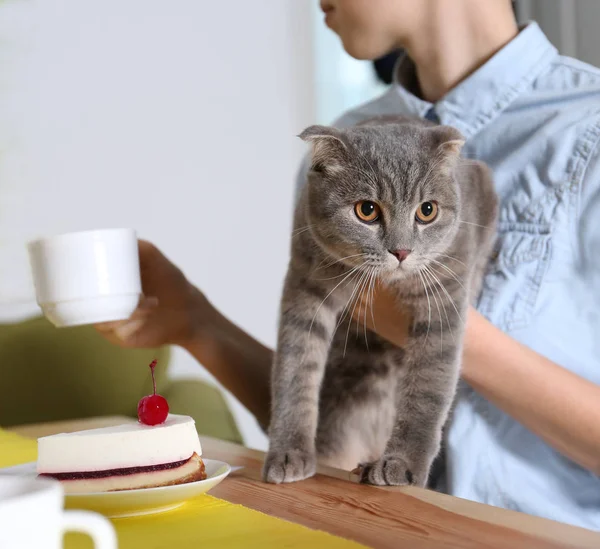 女人坐在猫咖啡馆 — 图库照片