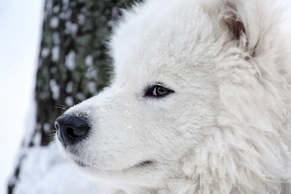 Мила собака samoyed — стокове фото