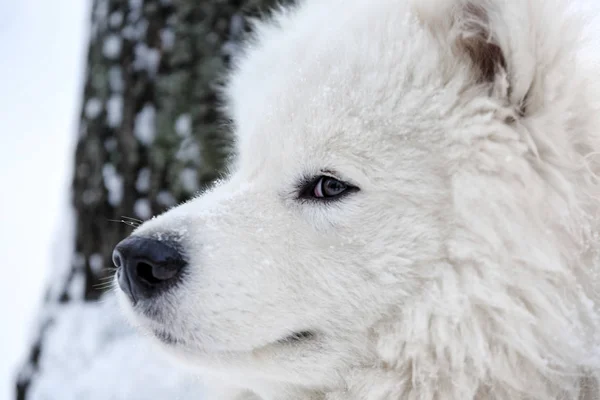 Χαριτωμένος σκύλος samoyed — Φωτογραφία Αρχείου