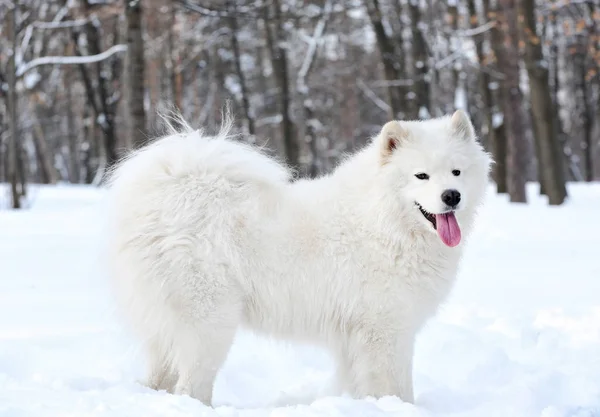 Χαριτωμένος σκύλος samoyed — Φωτογραφία Αρχείου